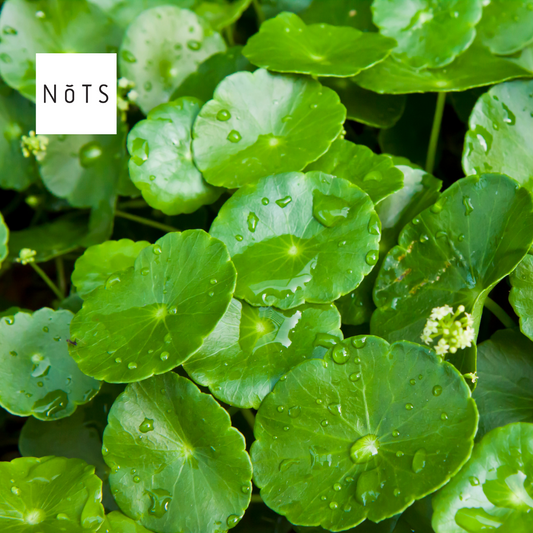 Centella Asiatica